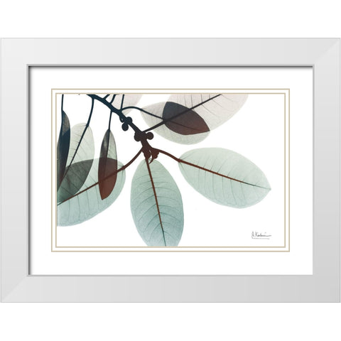 Desirable Involucrata 1 White Modern Wood Framed Art Print with Double Matting by Koetsier, Albert