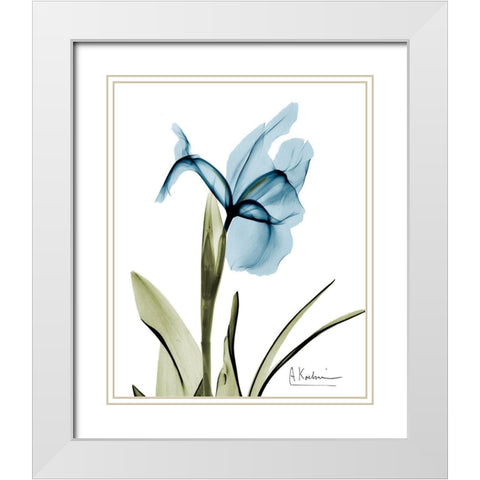 Iris B76 White Modern Wood Framed Art Print with Double Matting by Koetsier, Albert