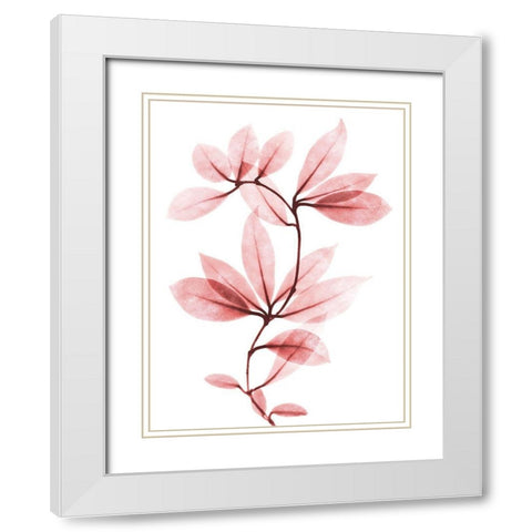 Coral Wonder 1 White Modern Wood Framed Art Print with Double Matting by Koetsier, Albert