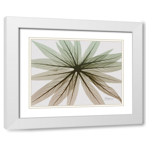 Earthy Echium White Modern Wood Framed Art Print with Double Matting by Koetsier, Albert