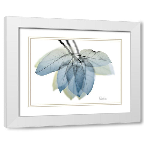 Focused Ficus Burkey White Modern Wood Framed Art Print with Double Matting by Koetsier, Albert