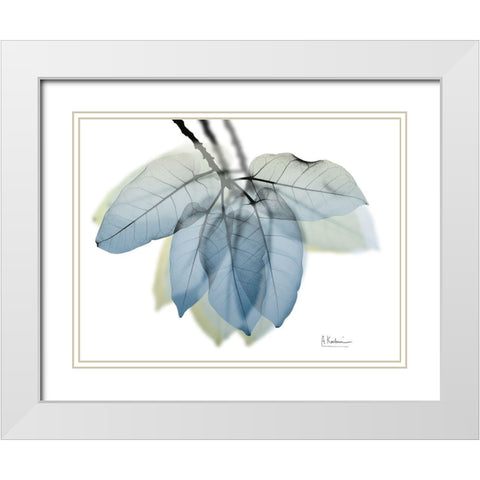 Focused Ficus Burkey White Modern Wood Framed Art Print with Double Matting by Koetsier, Albert