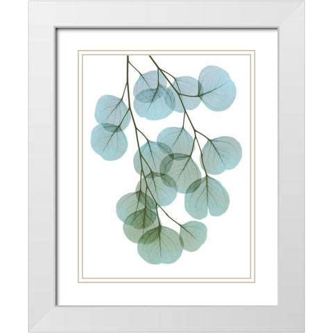 Vibrant Eucalyptus 2 White Modern Wood Framed Art Print with Double Matting by Koetsier, Albert