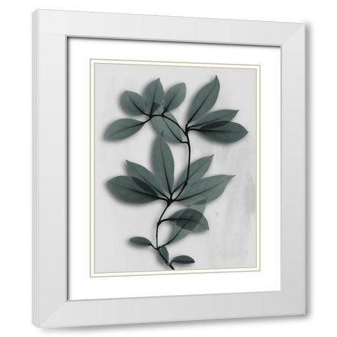 Silver Pine Wonder 1 White Modern Wood Framed Art Print with Double Matting by Koetsier, Albert
