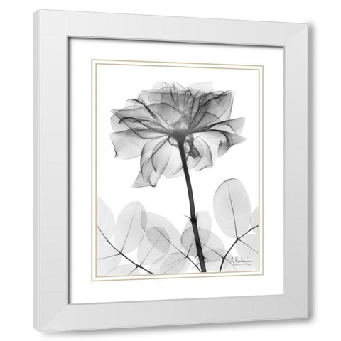 Rose Dynasty 2 White Modern Wood Framed Art Print with Double Matting by Koetsier, Albert