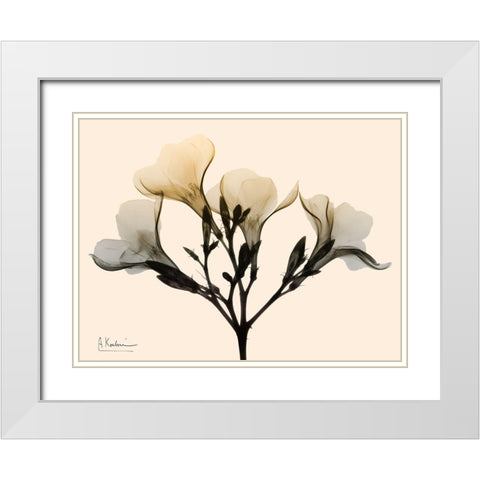 Oleander Dawn White Modern Wood Framed Art Print with Double Matting by Koetsier, Albert