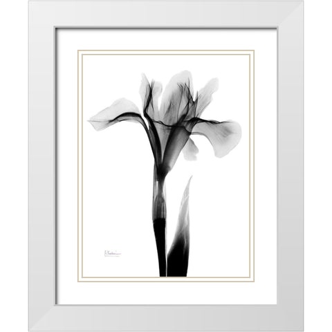 Expressed Iris White Modern Wood Framed Art Print with Double Matting by Koetsier, Albert