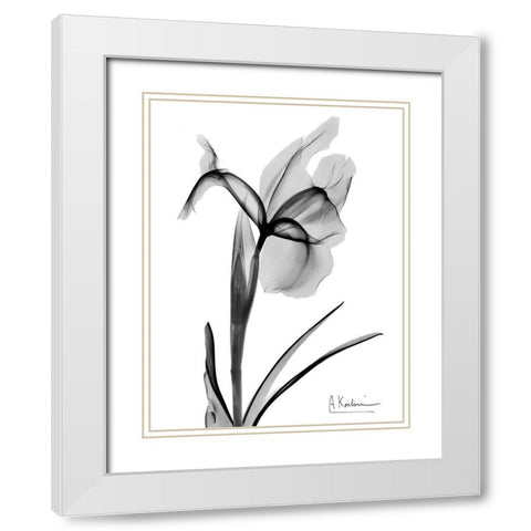 Expressed Iris 2 White Modern Wood Framed Art Print with Double Matting by Koetsier, Albert