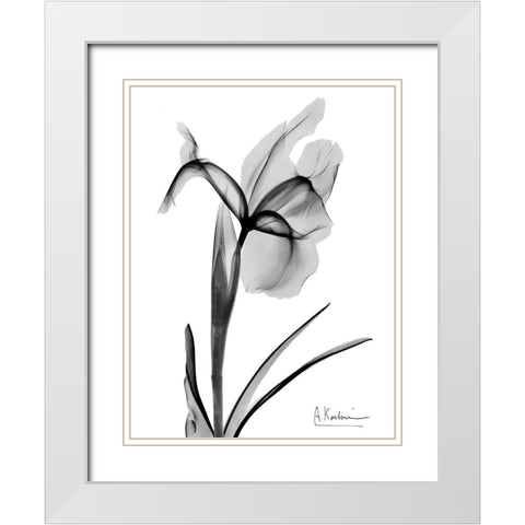 Expressed Iris 2 White Modern Wood Framed Art Print with Double Matting by Koetsier, Albert