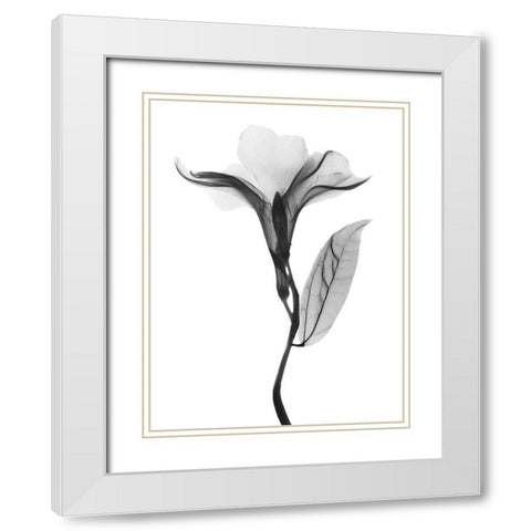 Pleasant Oleander 1 White Modern Wood Framed Art Print with Double Matting by Koetsier, Albert