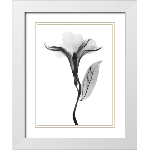 Pleasant Oleander 1 White Modern Wood Framed Art Print with Double Matting by Koetsier, Albert