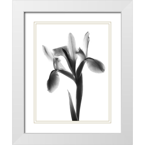 Midnight Le Fleur White Modern Wood Framed Art Print with Double Matting by Koetsier, Albert