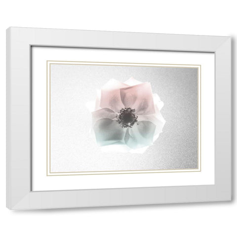 Rose Dreaming 1 White Modern Wood Framed Art Print with Double Matting by Koetsier, Albert