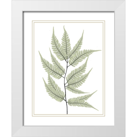 Fern Tree White Modern Wood Framed Art Print with Double Matting by Koetsier, Albert