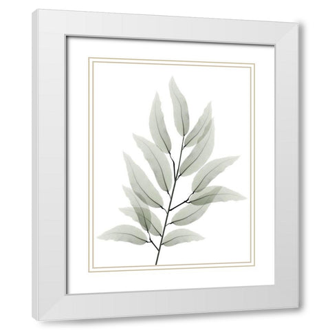 Franken Tree 1 White Modern Wood Framed Art Print with Double Matting by Koetsier, Albert