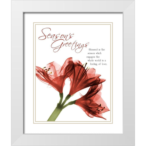 Holiday Amaryllis 1 White Modern Wood Framed Art Print with Double Matting by Koetsier, Albert