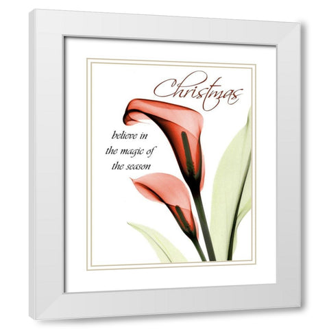 Christmas Calla Lily White Modern Wood Framed Art Print with Double Matting by Koetsier, Albert