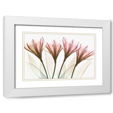 Dazzling Tulips White Modern Wood Framed Art Print with Double Matting by Koetsier, Albert