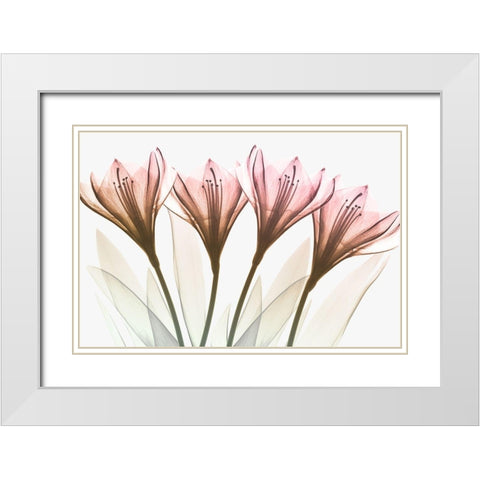 Dazzling Tulips White Modern Wood Framed Art Print with Double Matting by Koetsier, Albert