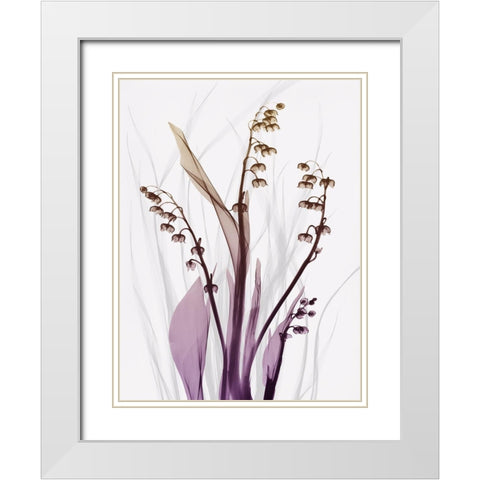 Radiant Snowdrops 4 White Modern Wood Framed Art Print with Double Matting by Koetsier, Albert