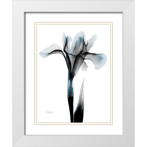 Ombre Sea Salt Iris White Modern Wood Framed Art Print with Double Matting by Koetsier, Albert