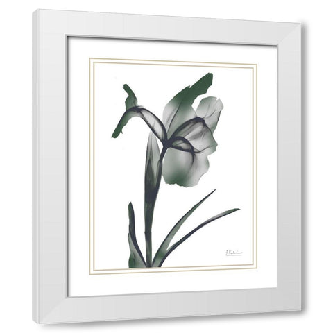 Ombre Jungle Iris 1 White Modern Wood Framed Art Print with Double Matting by Koetsier, Albert