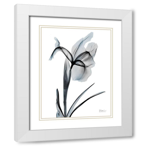 Ombre Sea Salt Iris 2 White Modern Wood Framed Art Print with Double Matting by Koetsier, Albert