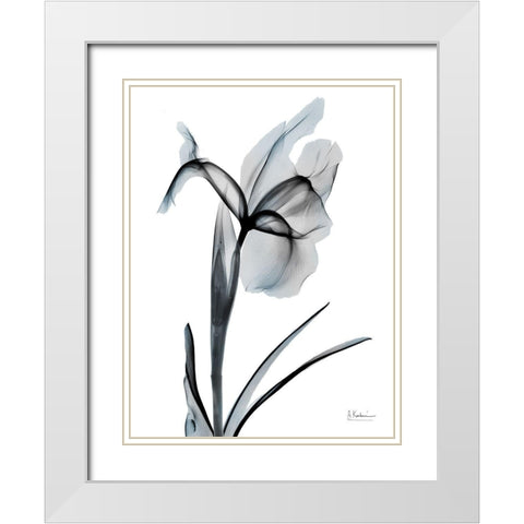 Ombre Sea Salt Iris 2 White Modern Wood Framed Art Print with Double Matting by Koetsier, Albert