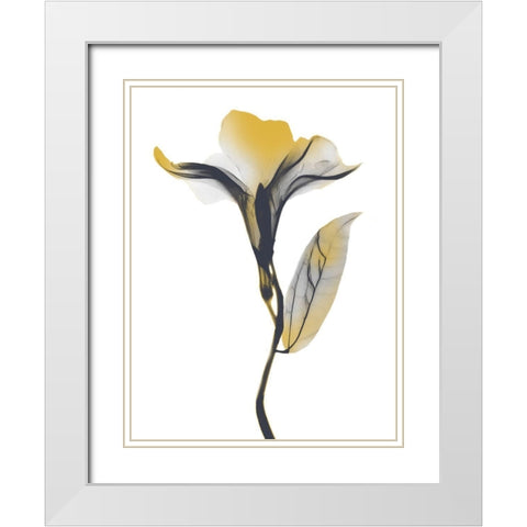 Ombre Sunshine Oleander 1 White Modern Wood Framed Art Print with Double Matting by Koetsier, Albert