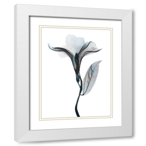 Ombre Sea Salt Oleander 1 White Modern Wood Framed Art Print with Double Matting by Koetsier, Albert