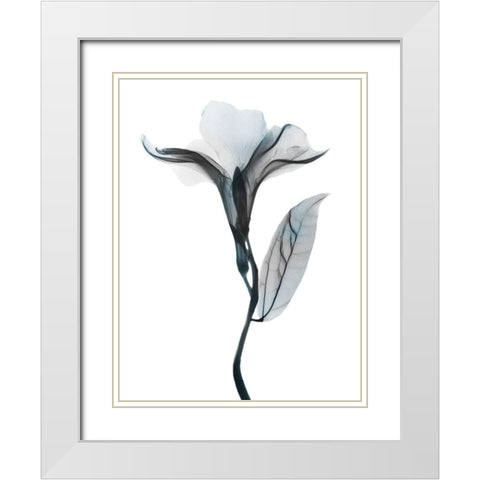 Ombre Sea Salt Oleander 1 White Modern Wood Framed Art Print with Double Matting by Koetsier, Albert