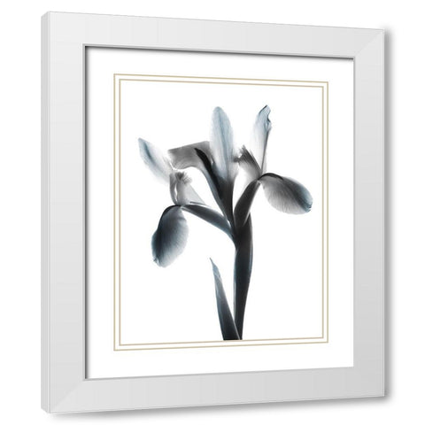 Ombre Sea Salt Le Fleur White Modern Wood Framed Art Print with Double Matting by Koetsier, Albert