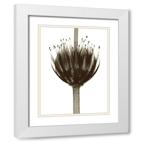 Chocolate Crown White Modern Wood Framed Art Print with Double Matting by Koetsier, Albert