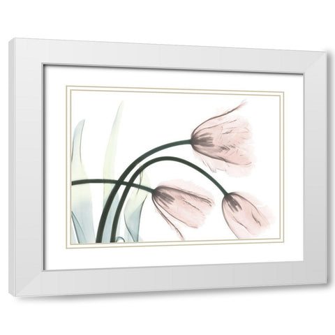 Refreshing Bloomed 1 White Modern Wood Framed Art Print with Double Matting by Koetsier, Albert