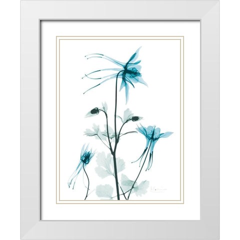 Aqua Columbine White Modern Wood Framed Art Print with Double Matting by Koetsier, Albert