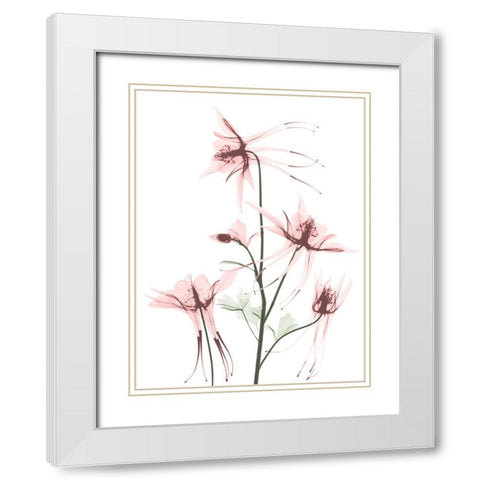 Blush Columbine 1 White Modern Wood Framed Art Print with Double Matting by Koetsier, Albert