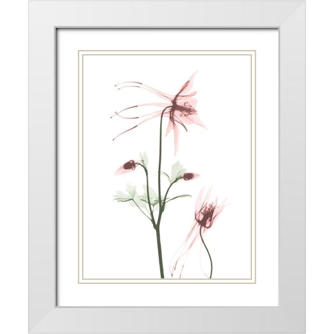 Blush Columbine 2 White Modern Wood Framed Art Print with Double Matting by Koetsier, Albert