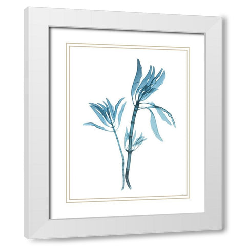 Blue Leucadendron White Modern Wood Framed Art Print with Double Matting by Koetsier, Albert