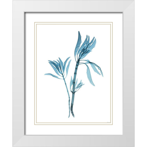 Blue Leucadendron White Modern Wood Framed Art Print with Double Matting by Koetsier, Albert