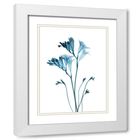 Blue Freesia White Modern Wood Framed Art Print with Double Matting by Koetsier, Albert