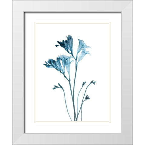 Blue Freesia White Modern Wood Framed Art Print with Double Matting by Koetsier, Albert