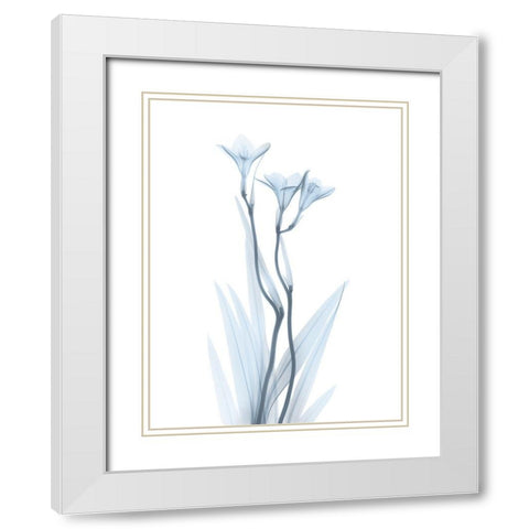 Light Freesia White Modern Wood Framed Art Print with Double Matting by Koetsier, Albert