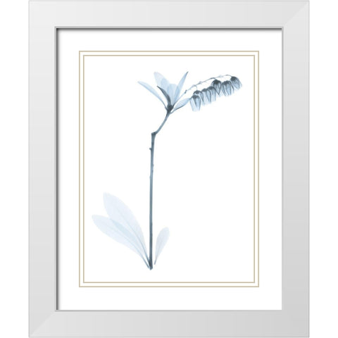 Light Lily Of The Vally Bush White Modern Wood Framed Art Print with Double Matting by Koetsier, Albert