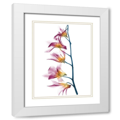 Summer Orchid B69 White Modern Wood Framed Art Print with Double Matting by Koetsier, Albert