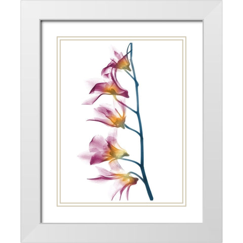 Summer Orchid B69 White Modern Wood Framed Art Print with Double Matting by Koetsier, Albert