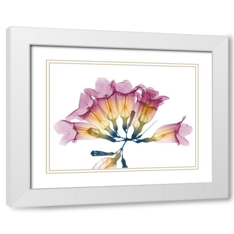 Summer Garlic Vine White Modern Wood Framed Art Print with Double Matting by Koetsier, Albert