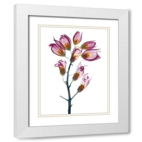 Summer Foxglove White Modern Wood Framed Art Print with Double Matting by Koetsier, Albert