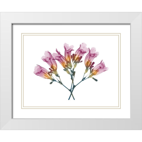 Summer Amethyst Vine White Modern Wood Framed Art Print with Double Matting by Koetsier, Albert