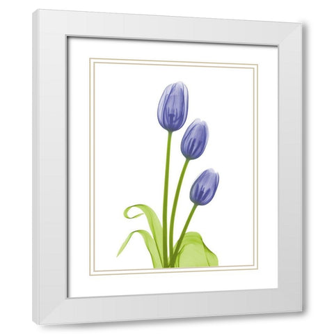 Blue Iris Tulip L78 White Modern Wood Framed Art Print with Double Matting by Koetsier, Albert