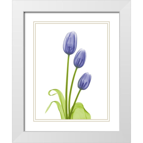 Blue Iris Tulip L78 White Modern Wood Framed Art Print with Double Matting by Koetsier, Albert